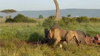 Male lions find a hyena stuck inside a carcass