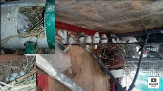 finch colony setup mashallah se bohot hi behtren progress de rahey hai😍😍