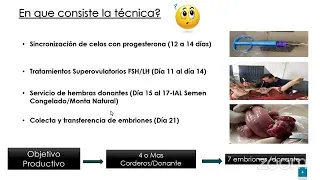 Superovulación, Colecta y transferencia de embriones en ovinos