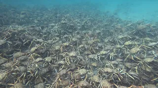 Rye Pier - Giant Spider Crabs - April 2024