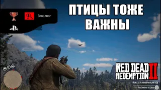 RDR2 ТРОФЕЙ ЗООЛОГ