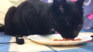 Black cat eats wet food Cat eating wet food for cats asmr CAT ASMR 🐱 54