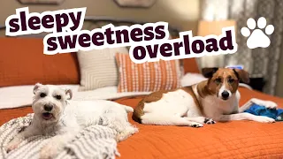 Watch What My Adorable Dogs Do Before Bed - It Will Melt Your Heart!