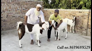 Abbu ka season goat dhamaka offer qurbani or palne wale bakre start demand 16000 se