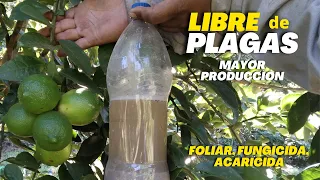 Libre de plagas y mayor producción de limón - Potente Foliar, Fungicida, Acaricida para Limonero