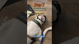 Dog chemotherapy.
