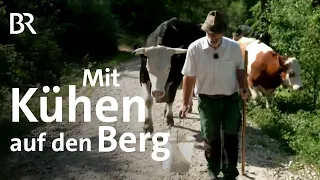 So läuft der Almauftrieb ab: Mit Kühen auf den Berg | Zwischen Spessart und Karwendel | BR