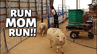THESE MOM'S ARE DONE!!  (How we wean lambs):  Vlog 304
