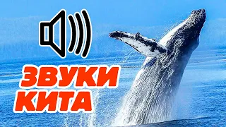 Настоящие звуки кита или как говорят киты?