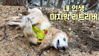 내가 다시는 리트리버 안키우기로 마음 먹은 이유