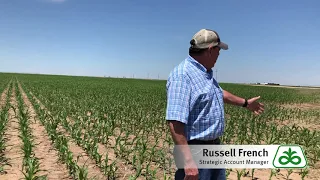 Weed Control in Pioneer Corn Using Resicore® corn herbicide