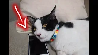 Funny talking cats #1