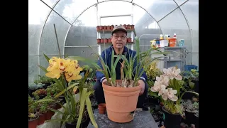 How to Propagate and Take Care of Cymbidium Orchids