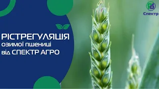 Рістрегуляція озимої пшениці від "Спектр-Агро" на полях Кіровоградської і Дніпропетровської областей