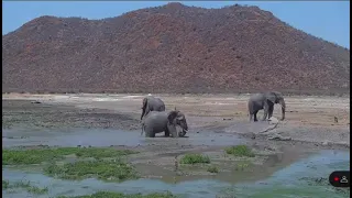Crocodile disturbs elephant's relaxation spa day at Tau