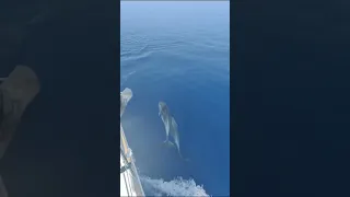 Curious Dolphins Say Hi to People on Boat 🥰 #dolphins #dolphinsea #animals #shorts