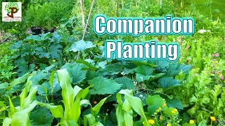 Companion Planting | Garden Tips and Tricks