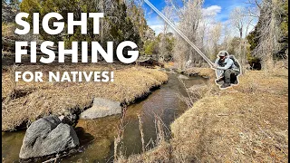 Sight-Fishing for Wild NATIVE Trout in a Tiny Creek! (Tenkara Fly Fishing)