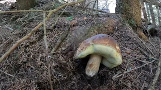 Funghi Porcini d'alta via 2023 12 agosto !! !!