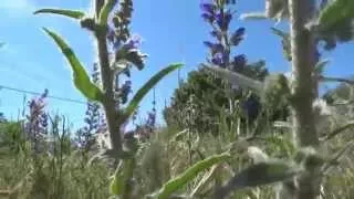 Echium Vulgare ou Vipérine commune de la famille des Boraginacées