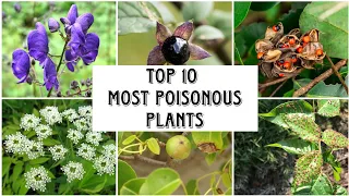 Top 10 Most Poisonous Plants in the world