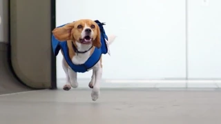 Dutch Airline Hires Adorable Dog to Reunite Passengers With Lost Items