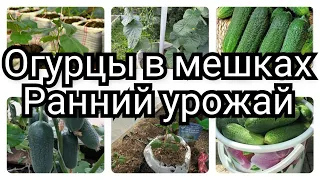 🔥Огурцы в мешках🥒🔥 Лучший способ для раннего урожая💯