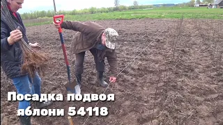 Посадка подвоя яблони 54118