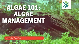ALGAE101: HOW to MANAGE ALGAE in your AQUARIUM (PART 1)