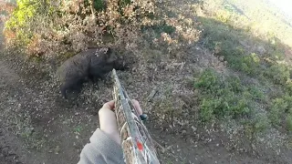 YALANCI KOZA AVIMIZ AKSİYON DOLU 2020,NİN SON AVLARIN,DAN/ Wild Boar hunting