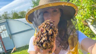 Gentle Honey Bee Swarm Catch | Bare Hands |