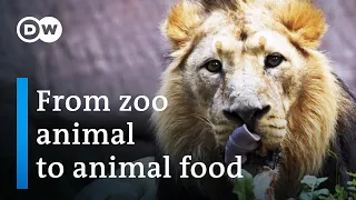 Why zoos sometimes kill animals? | DW Documentary