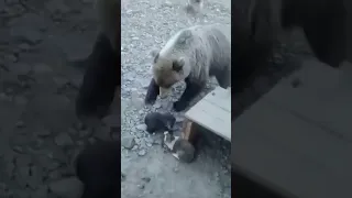 Dogs unite to protect puppies against bear in tense standoff #Shorts