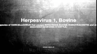 Medical vocabulary: What does Herpesvirus 1, Bovine mean