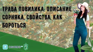 Трава повилика: описание сорняка, свойства, как бороться