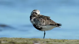 Cape Cod Birding (8K) - July/August 2023