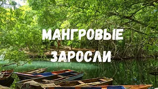 МАНГРОВЫЕ ЛЕСА В ДОМИНИКАНЕ. Лагуна Гри Гри на северном побережье. Доминикана с птичьего полета.