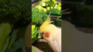 Советы от шеф-повара Свити👍🦜🥦 Чем кормить попугаев