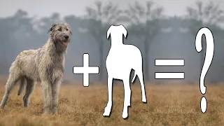 7 Most Popular Irish Wolfhound Mix Dogs / Irish Wolfhound Mix