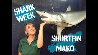 Shark Week 2020: Shortfin Mako