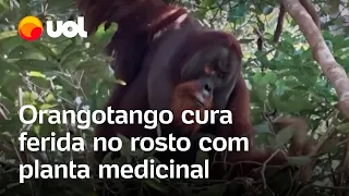 Orangotango usa planta medicinal para tratar ferida em registro inédito de cientistas; veja o vídeo