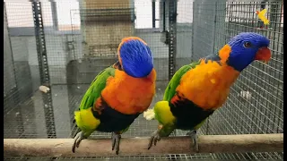 Red Collared Lorikeet (Trichoglossus h. rubritorquis) | Mating Dance | Indian Aviculture