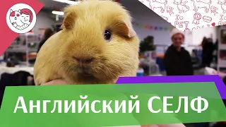 Морская свинка английский селф на ilikepet. Особенности породы, уход