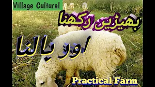 بھیڑ بکریاں رکھنا اؤر پالنا / پاکستان میں بھیڑوں کی فارمنگ #farming   #villagecultural