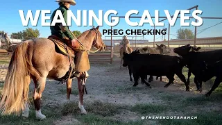 Fall Weaning has started #ranch #cowboys #horse