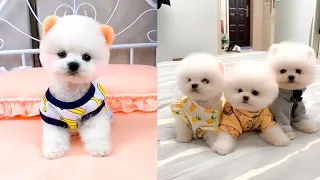 Cute and Funny Pomeranian Videos 162 #Shorts