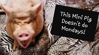 SAMMY THE MINI PIG & HIS FULL MONDAY MORNING ROUTINE 💖🐽💖
