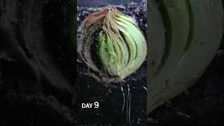 Half Onion in Soil Time Lapse