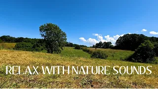 🌳 Birds singing, Relaxing Meadow, Bees Buzzing, Relaxing Nature Sounds for Relaxation 🦋