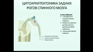 Физиология боли и методы оценки Гапанович С.В.